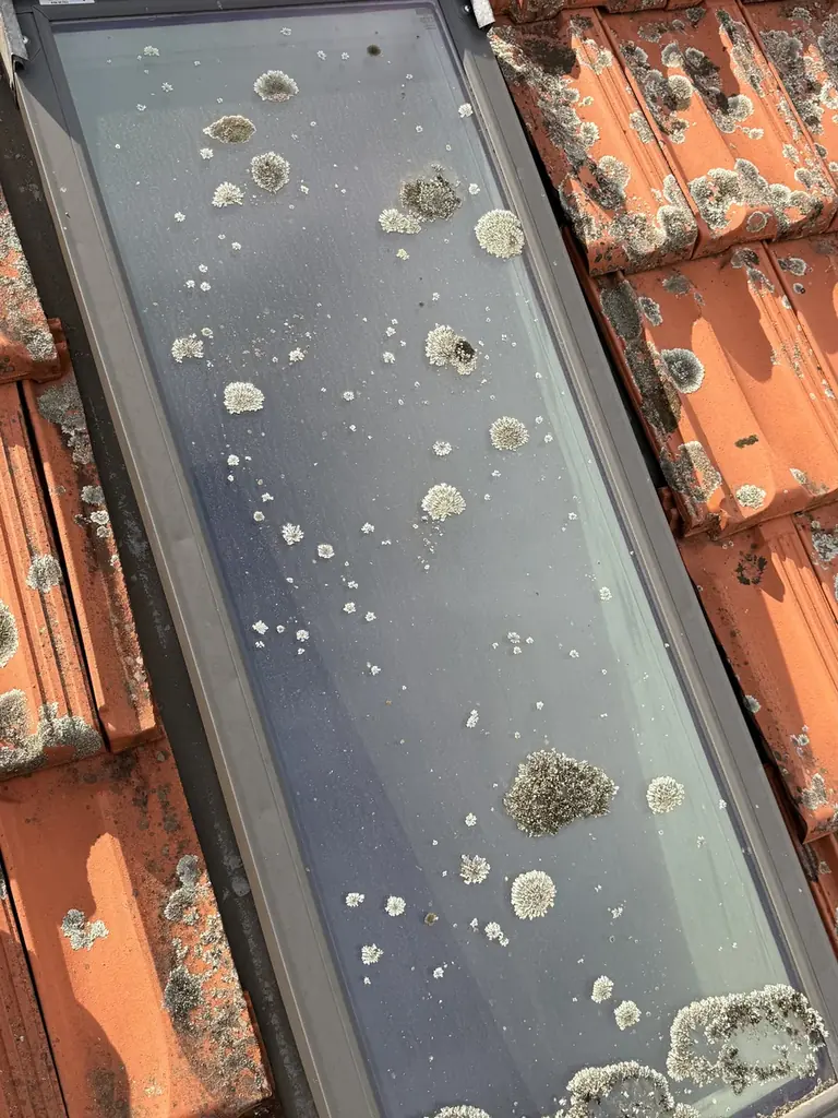 Roof window covered in lichen and moss before cleaning, Melbourne